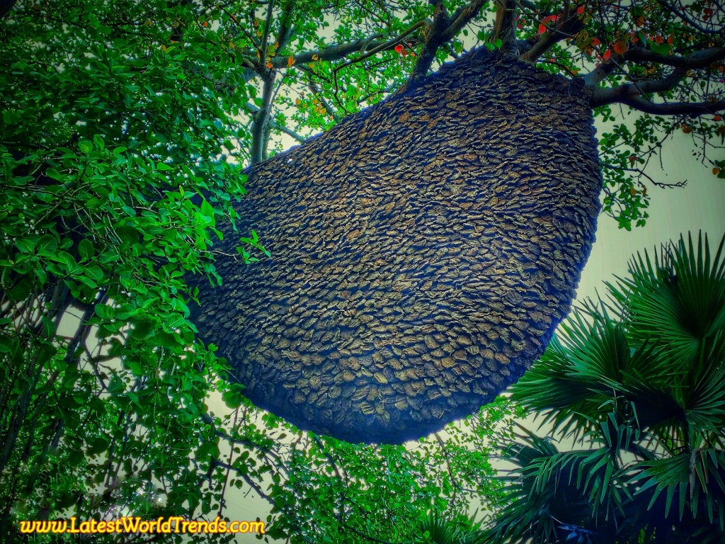 Bangla Biennale, an art exhibition leads to the development in the Hooghly Village