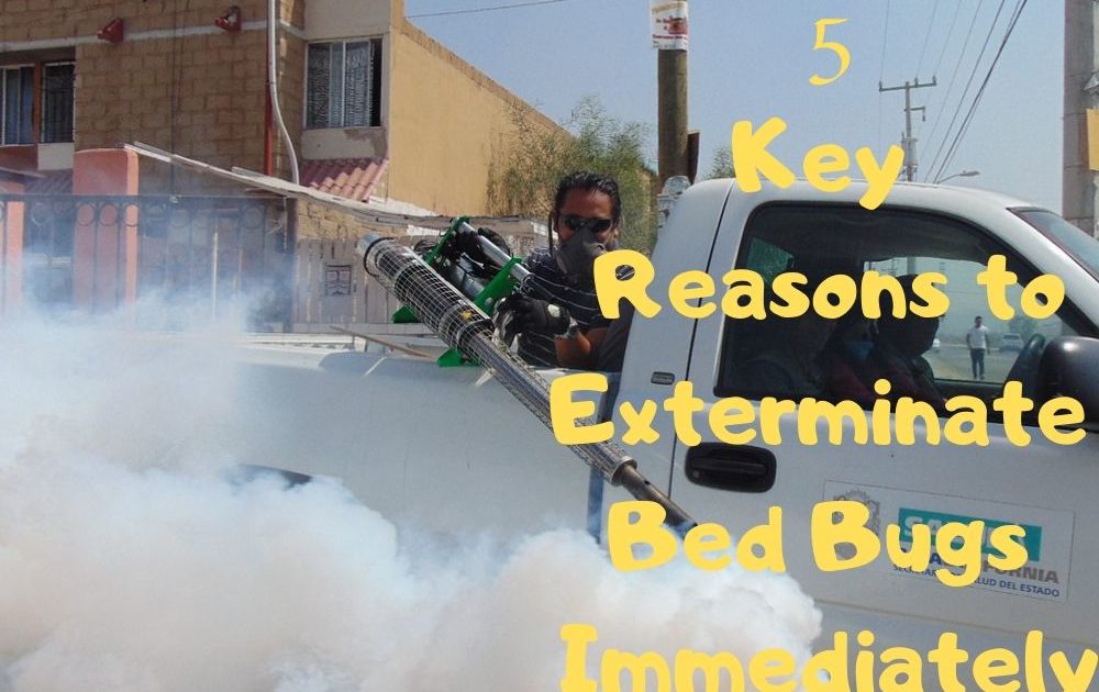 5 Key Reasons to Exterminate Bed Bugs Immediately