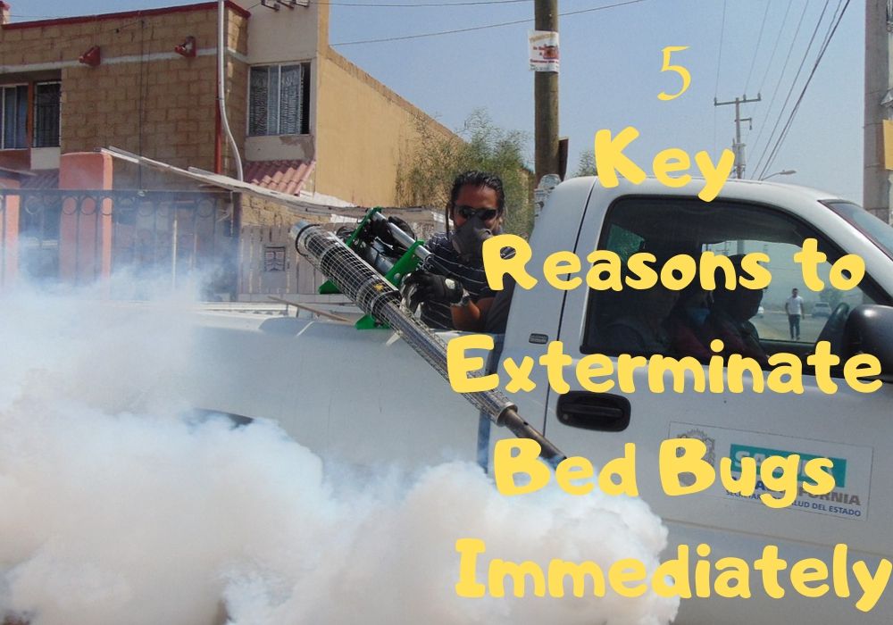 5 Key Reasons to Exterminate Bed Bugs Immediately