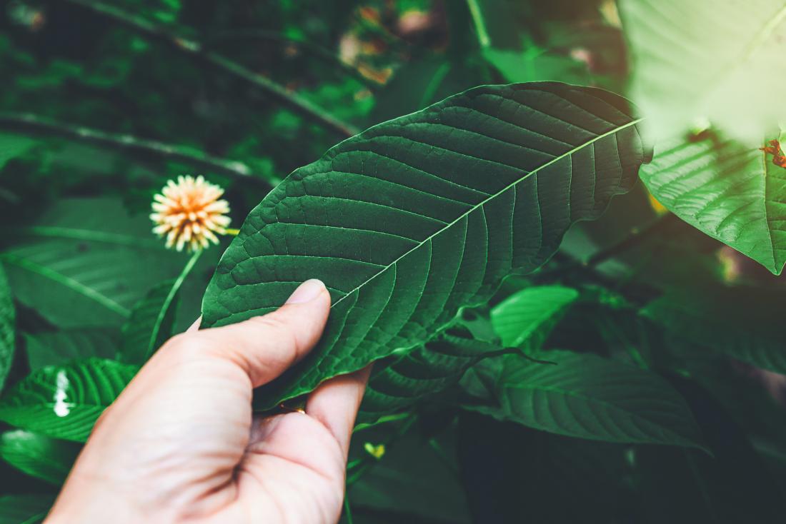 6 Magical Benefits That Make Kratom Better than Allopathic Medicines