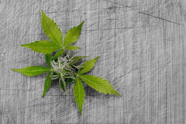 Considerations for Buying Hemp Flowers