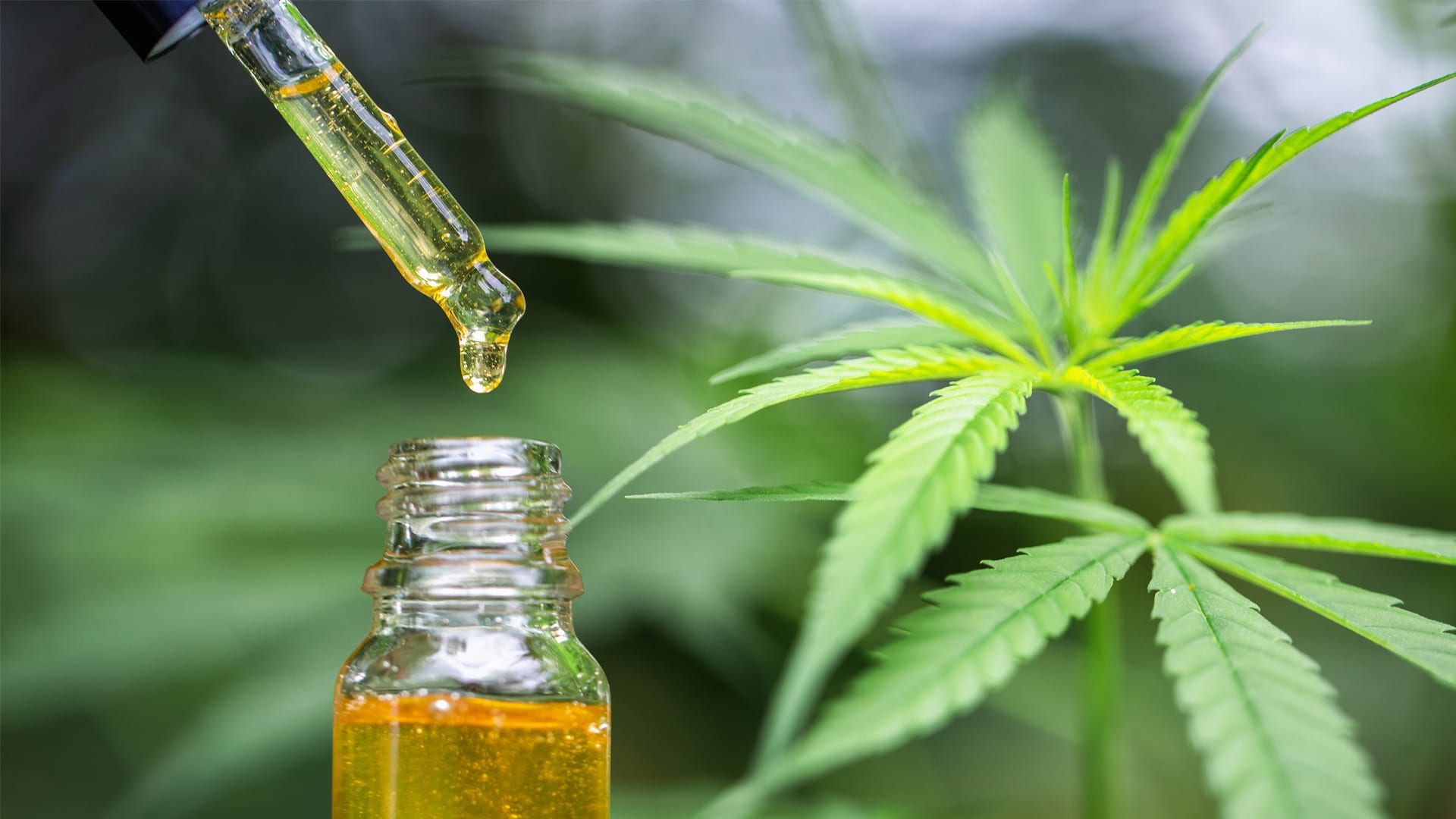 CBD oil: The Cure to Pain, Anxiety, and Sleep Disorder - Latest World Trends