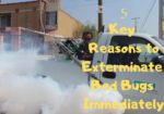 5 Key Reasons to Exterminate Bed Bugs Immediately.. Check out this blog post! 
#LatestWorldTrends #LWT #Blogger #blogpost #bedbugs #exterminate #tips

#instagrammer #instapost #photooftheday #like4like #followforfollowback